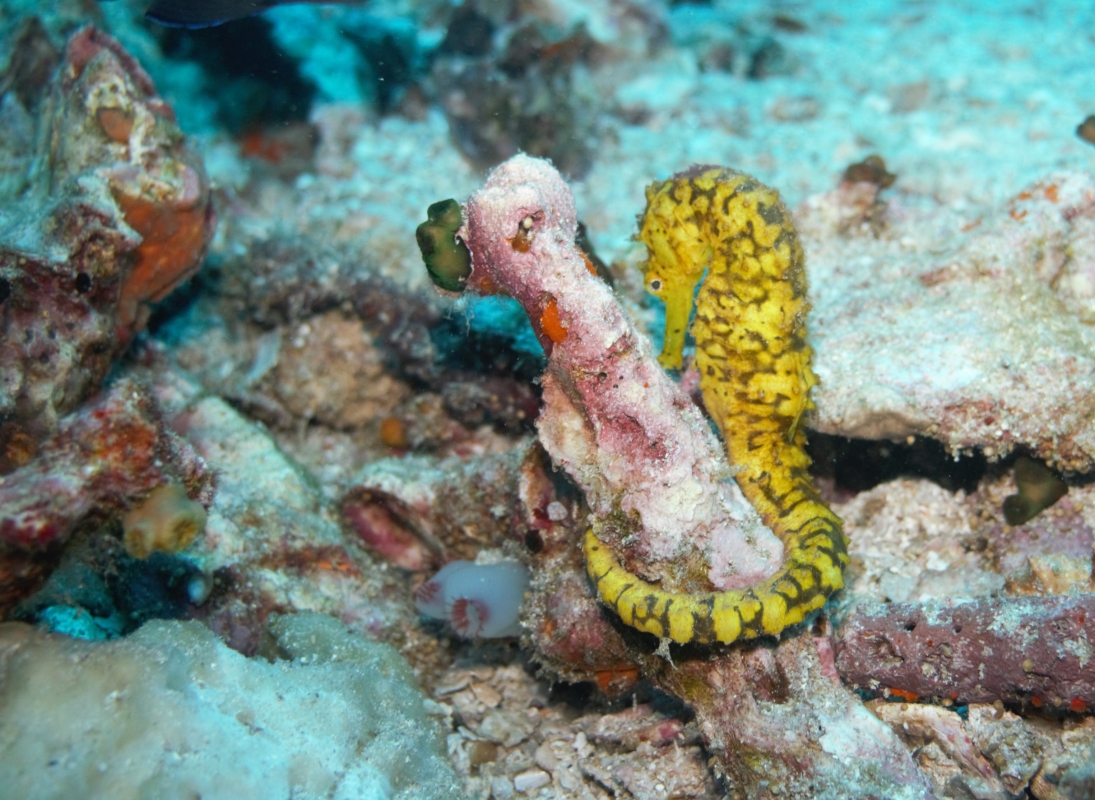 Tigertail Seahorse (Hippocampus comes) fishing at night on the sandy seabed.