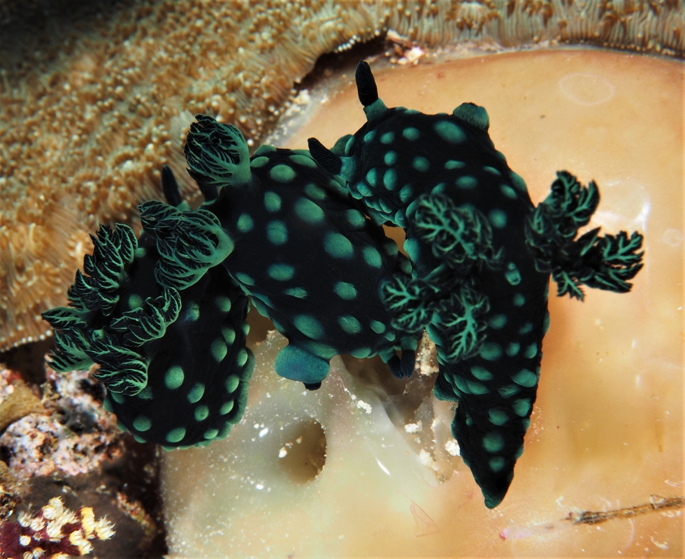 Cabbage (Patch) Nudibranch