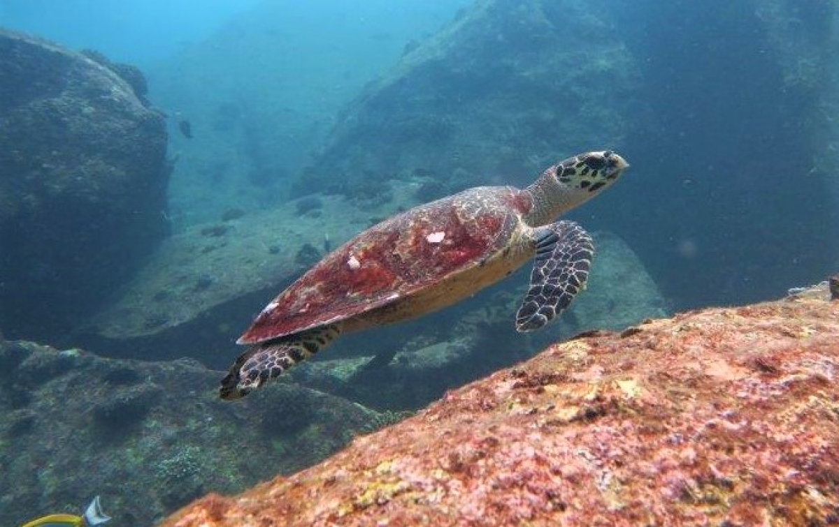An adult Hawksbill Turtle (Eretmochelys imbricata)
