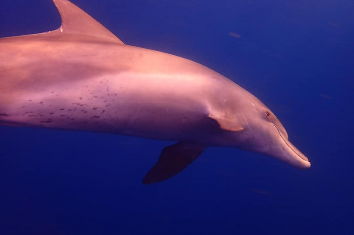 An Indo-Pacific Bottlenose Dolphin in The Red Sea