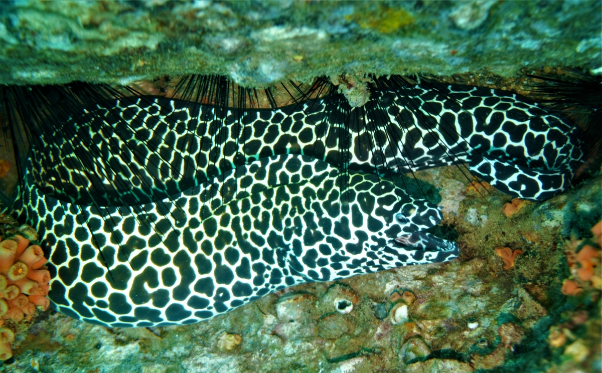 Honeycomb Moray Eel (Gymnothorax favagineus) - Marine Life - Liveaboard ...