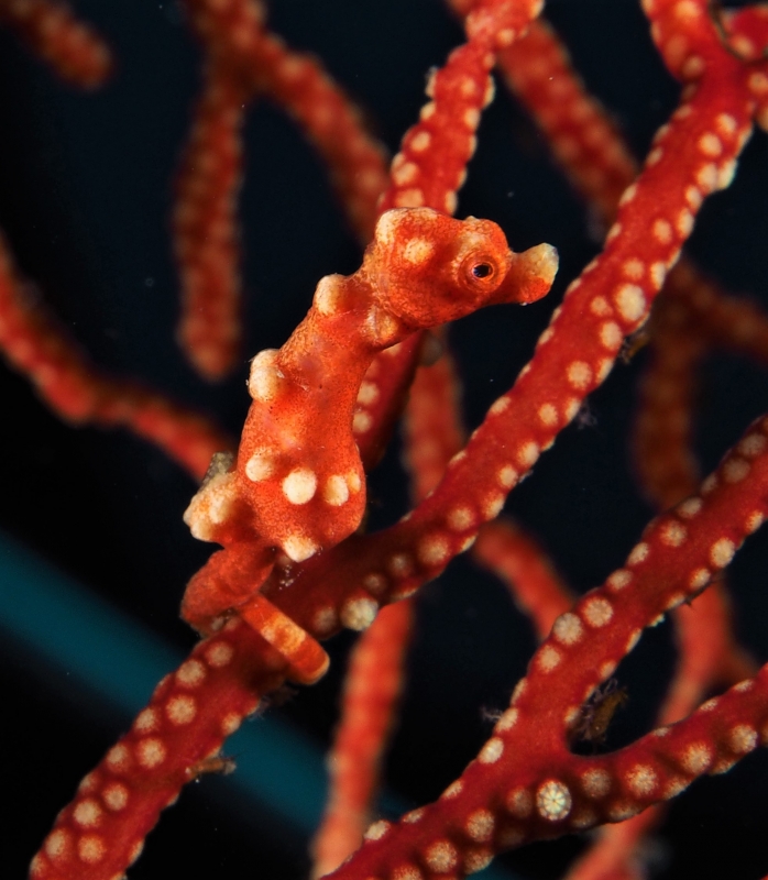 A Pygmy Seahorse (Hippocampus bargibanti) camouflaging well