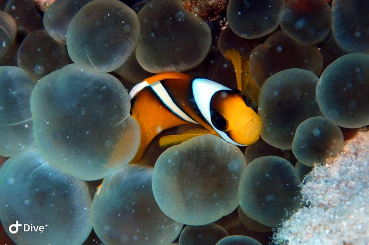 Red Sea Clownfish