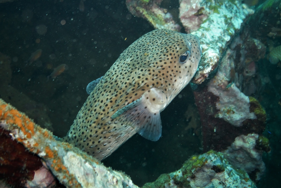 Swelltoad Bowfish Globefish