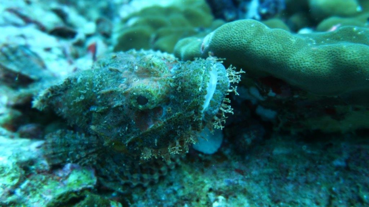 Tassled Scorpionfish (Scorpaenopsis oxycephala) at Richelieu Rock