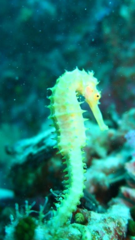 Thorny or Spiny Seahorse (Hippocampus histrix) in Thailand