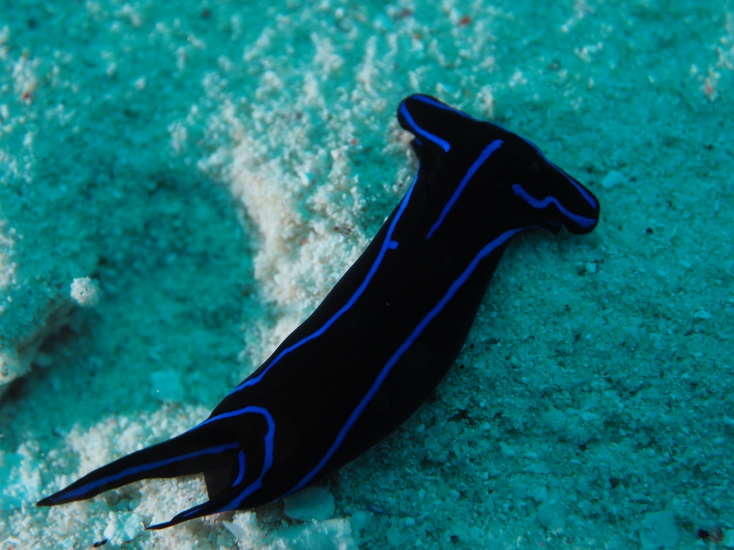 Velvet Sea Slug