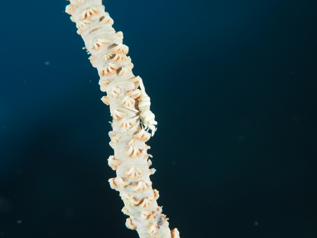 Whip Coral Shrimp