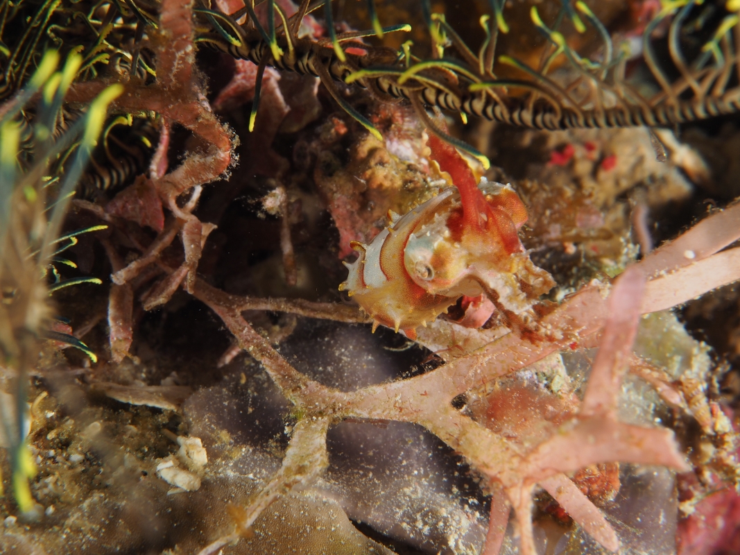 Dwarf or Pigmy Cuttlefish (Sepia bandensis) in Indonesia