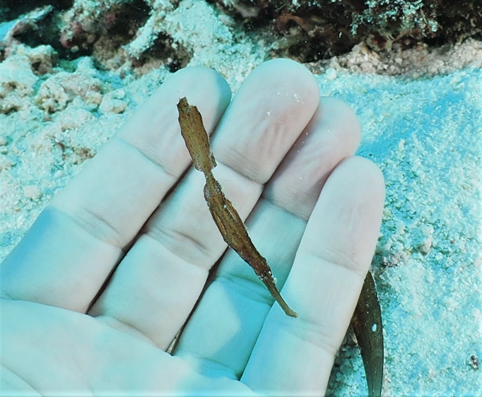 Robust Ghost Pipefish (Solenostomus cyanopterus) & diver's hand