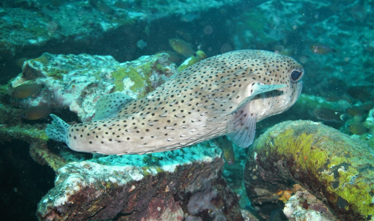 Black-Spotted Porcupinefish