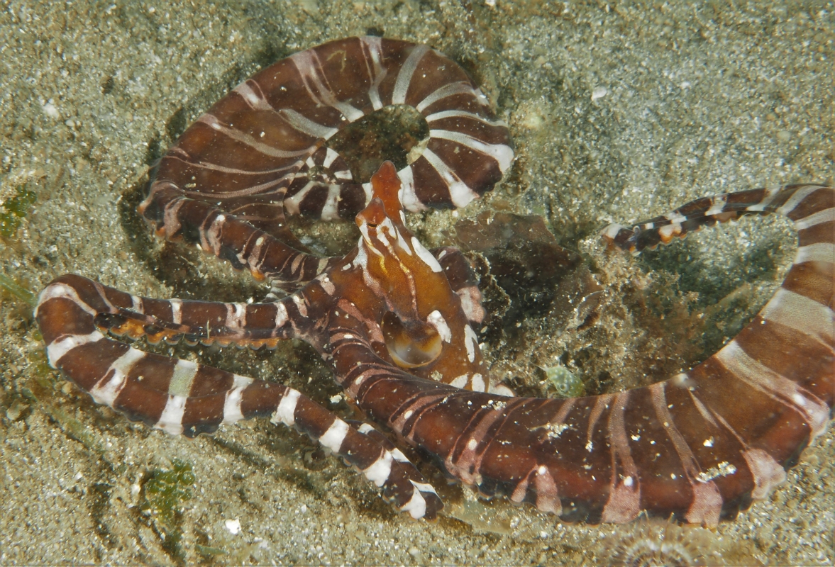 Wonderpus (Wonderpus photogenicus) is similar to but different from the Mimic Octopus