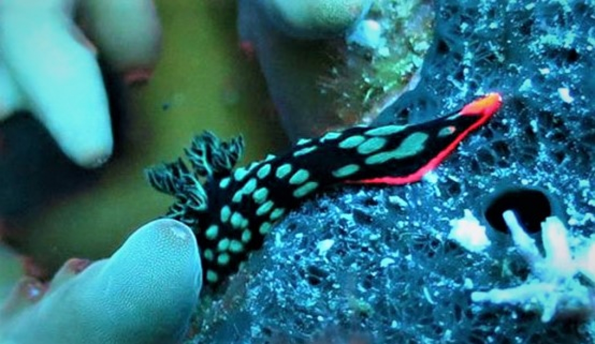 Cabbage Nudibranch