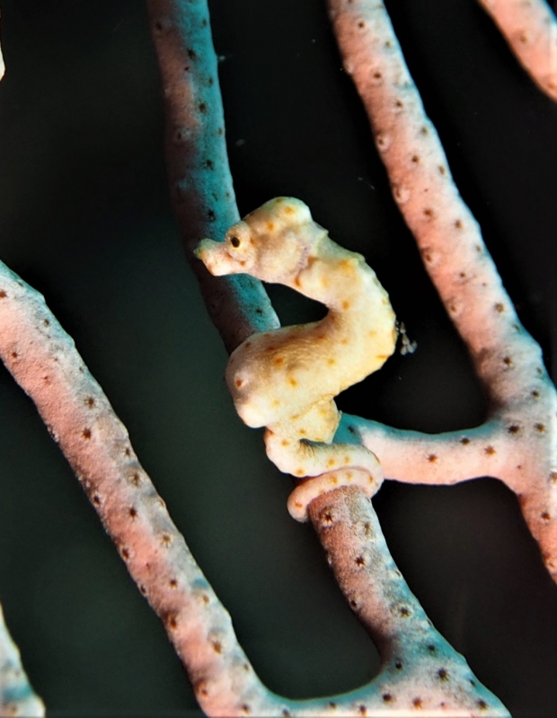 Rare, hard to find, & cute, the Pygmy Seahorse (Hippocampus bargibanti)