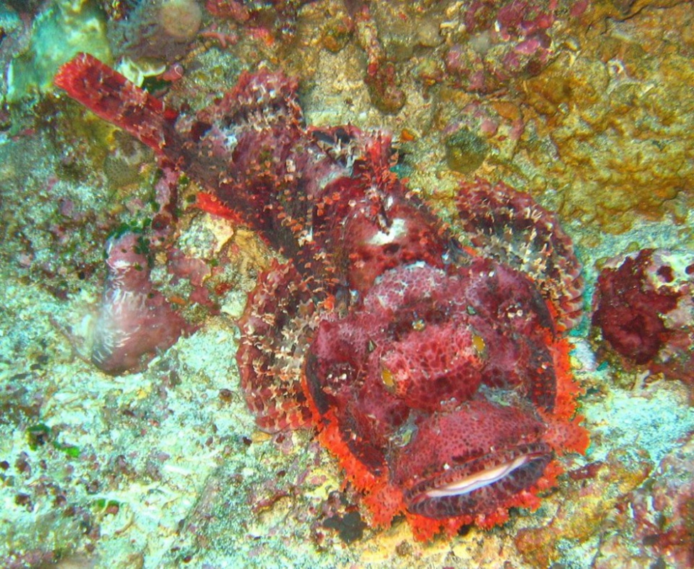 Tassled Scorpionfish (Scorpaenopsis oxycephala) Indonesia