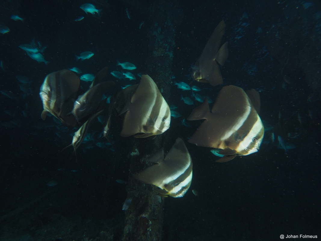 Teira Batfish