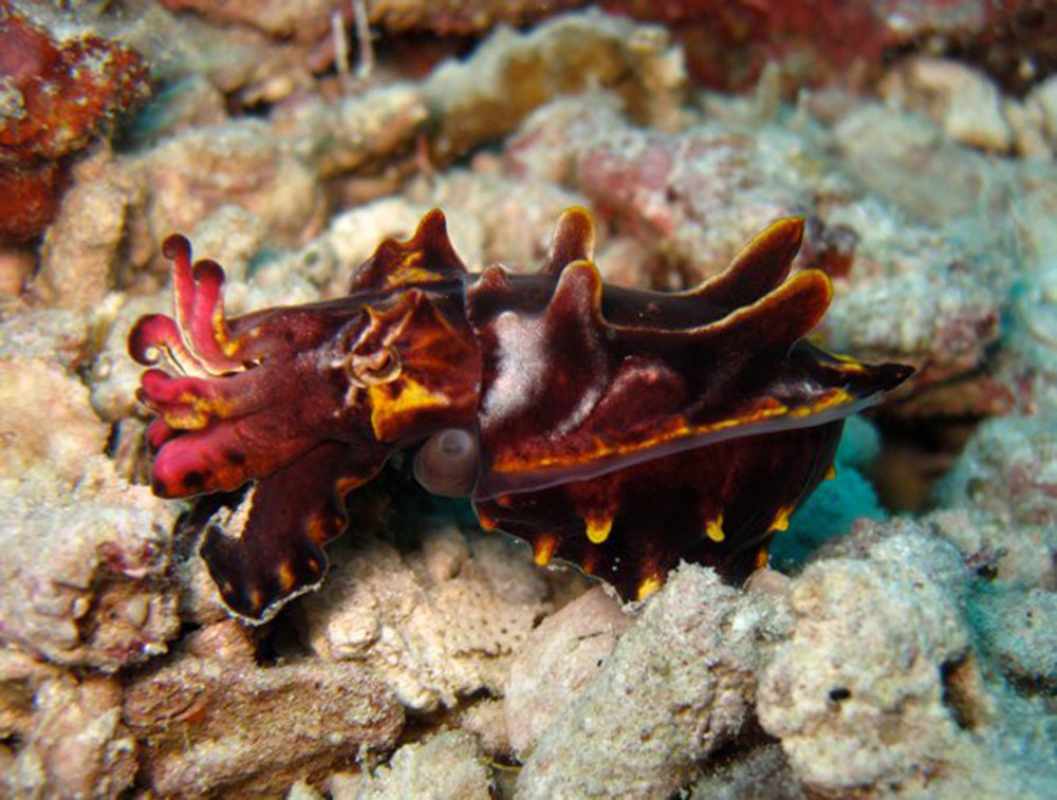 Flambouyant Cuttlefish (Metasepia pfefferi) in Indonesia