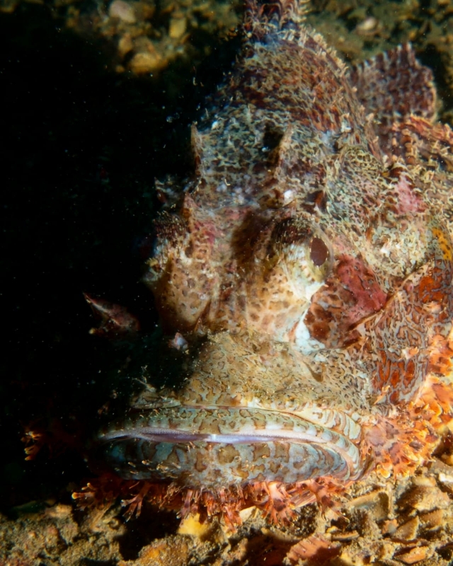 Tassled Scorpionfish