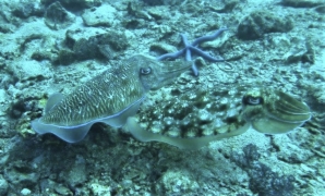 Pharaoh Cuttlefish (Sepia pharaonis)