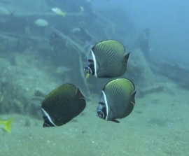 A group of Redtail Butterflyfish (Chaetodon collare) in Thailand