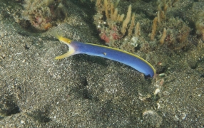 Ribbon eel with its head protruding from the reef during the day