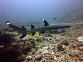 A whitetip Reef Shark swimming across the ref during the day.
