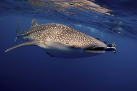 snorkelling with a Whale Shark