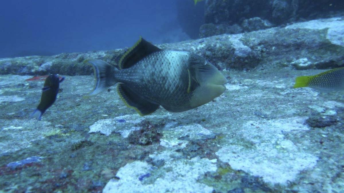 Yellow-Margin Triggerfish (Pseudobalistes flavimarginatus) at Richelieu Rock, Thailand
