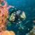 Blue Reef Snapper MV Manta Queen 3