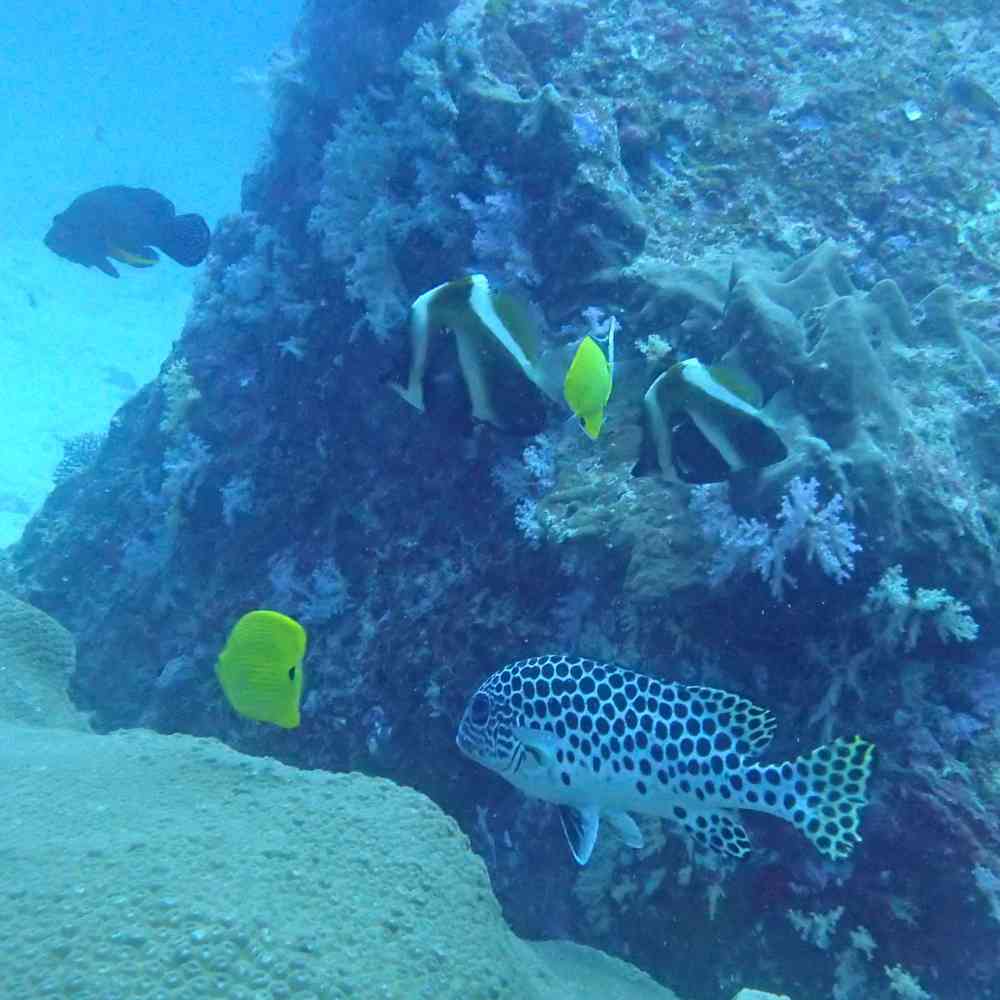 Similan Quest