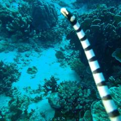 Peter Miles MV Bavaria